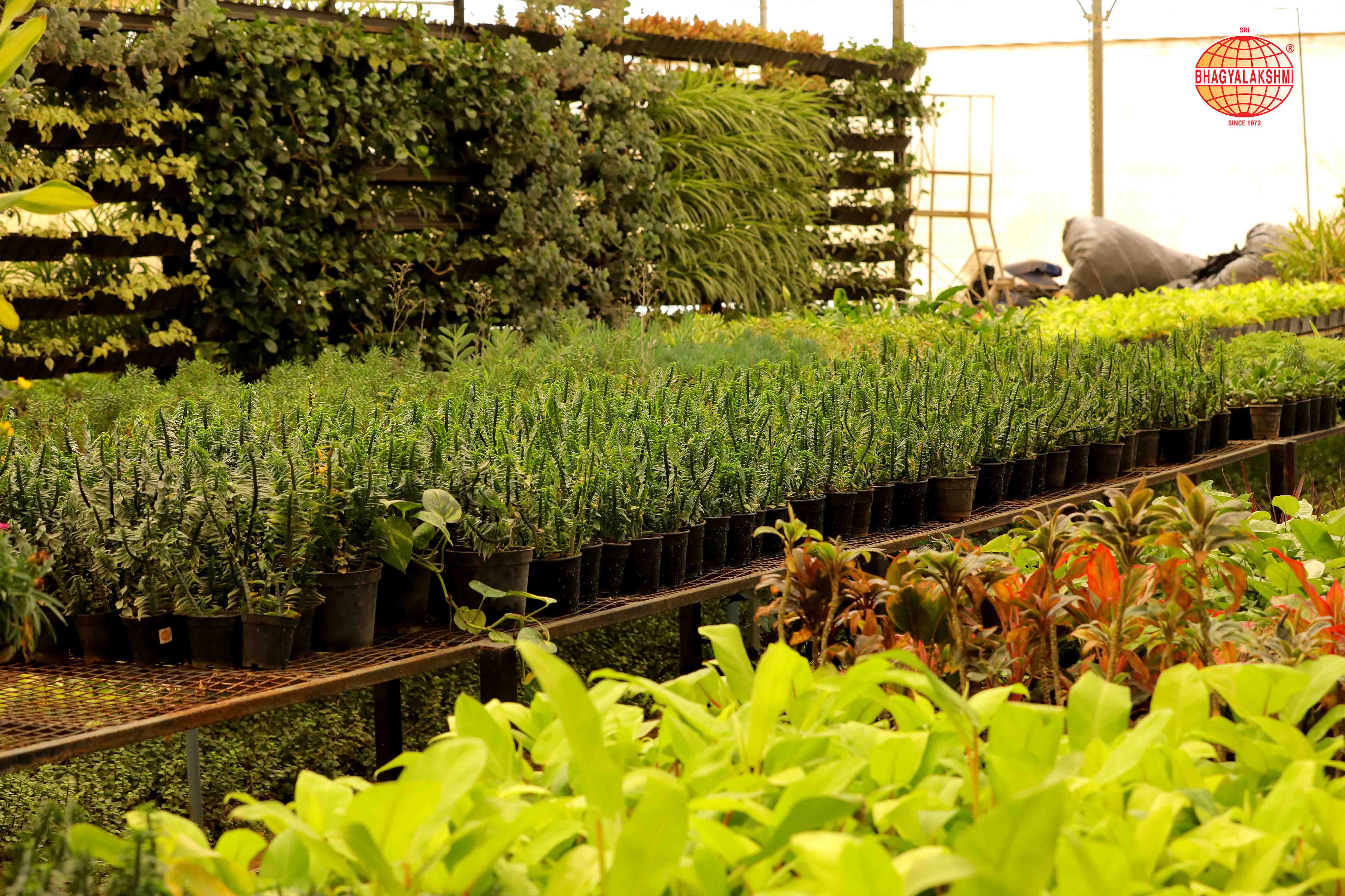 Sbl Farms Green walls and Living walls, Vertical Garden, Bio Curtains